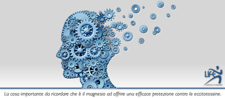 Lo ione Mg2+, legandosi ad un sito intracanale, a potenziali di membrana negativi impedisce che il recettore NMDA  faccia entrare inopportunamente grandi flussi di Ca2+ nelle cellule, conducendole a morte eccitotossica.